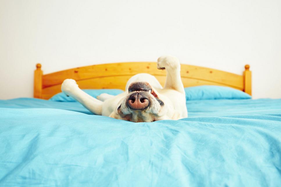 狗狗会来姨妈会生小狗吗,狗狗也会闭经么