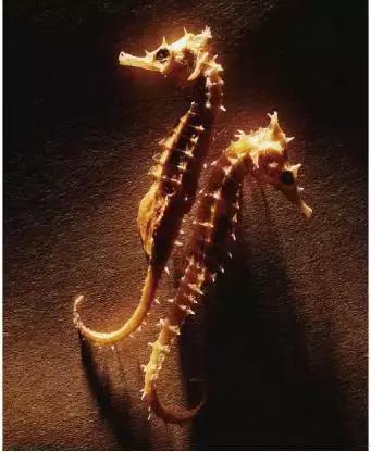 冬天可以吃的补肾的丸药,补肾气丸最好的一味中药