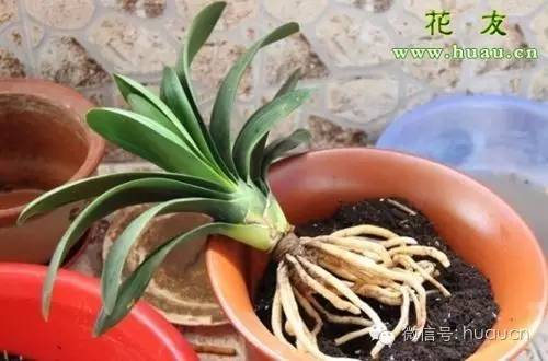 买来的花怎样移栽才能保证成活,新买的花移栽多久能看出成活