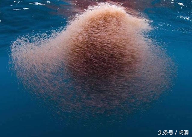体长35米重达200吨却以10克重的猎物为食,吃饱饭可真难！