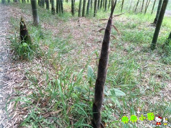 新鲜的小竹笋拿来怎么炒好吃,竹笋烧肉怎么烧才好吃