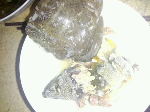 钓了一只大甲鱼跑了,上午钓了一只大甲鱼