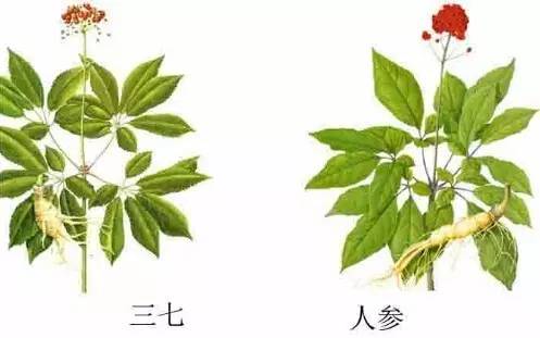 三七的用法用量功能主治,三七石斛的功能与用法