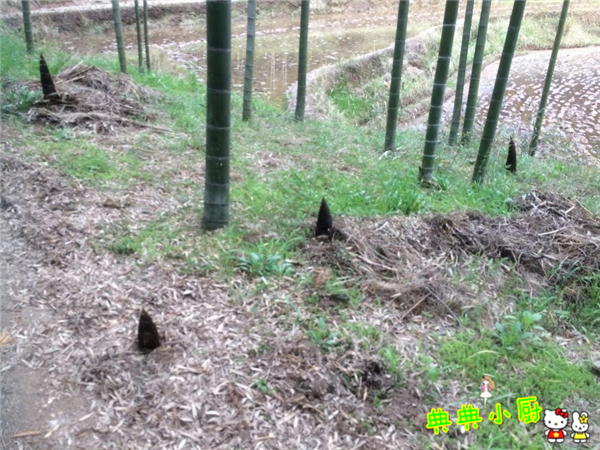 新鲜的小竹笋拿来怎么炒好吃,竹笋烧肉怎么烧才好吃