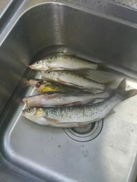 美味红烧鱼小班教案,粘土美味红烧鱼