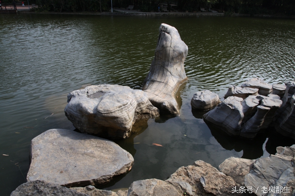 广西南宁狮山公园图,南宁狮山公园景观改造