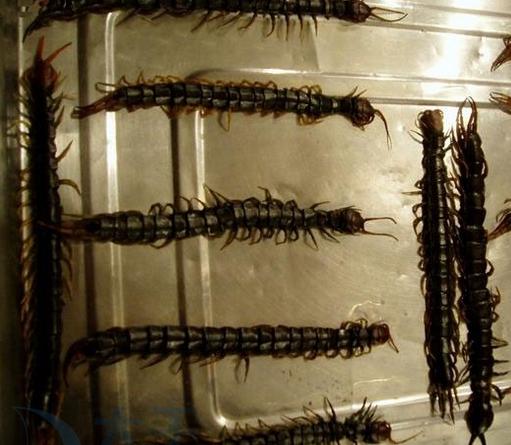 一般人不敢尝试的十大奇葩美食,25个令人目瞪口呆的奇葩美食