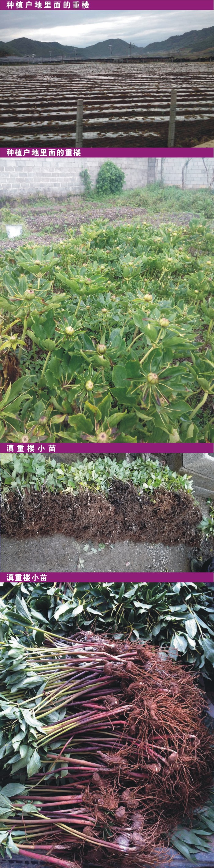 林下种植七叶一枝花视频,七叶一枝花林下种植防野猪