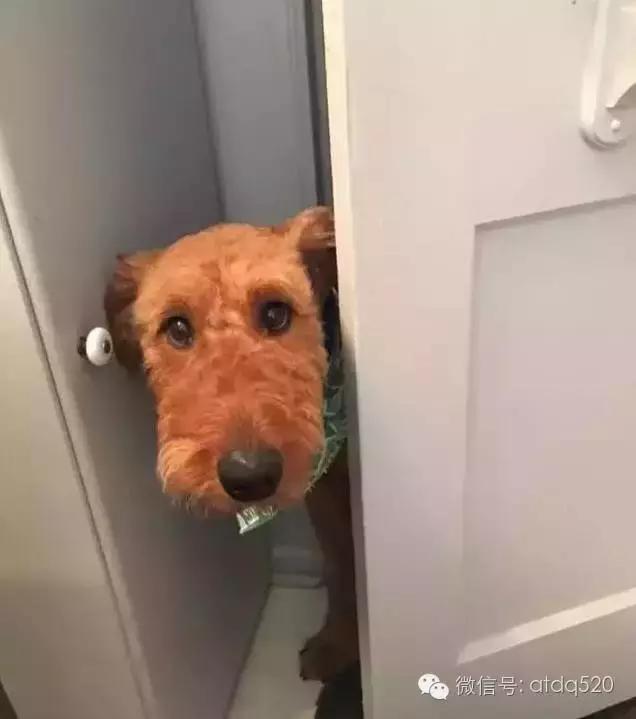 主人上厕所狗狗会想什么,狗狗为什么在上厕所时会看着你