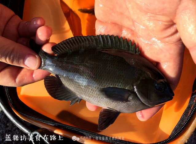 济州岛哪里吃海鲜便宜,到济州岛旅游买什么海鲜