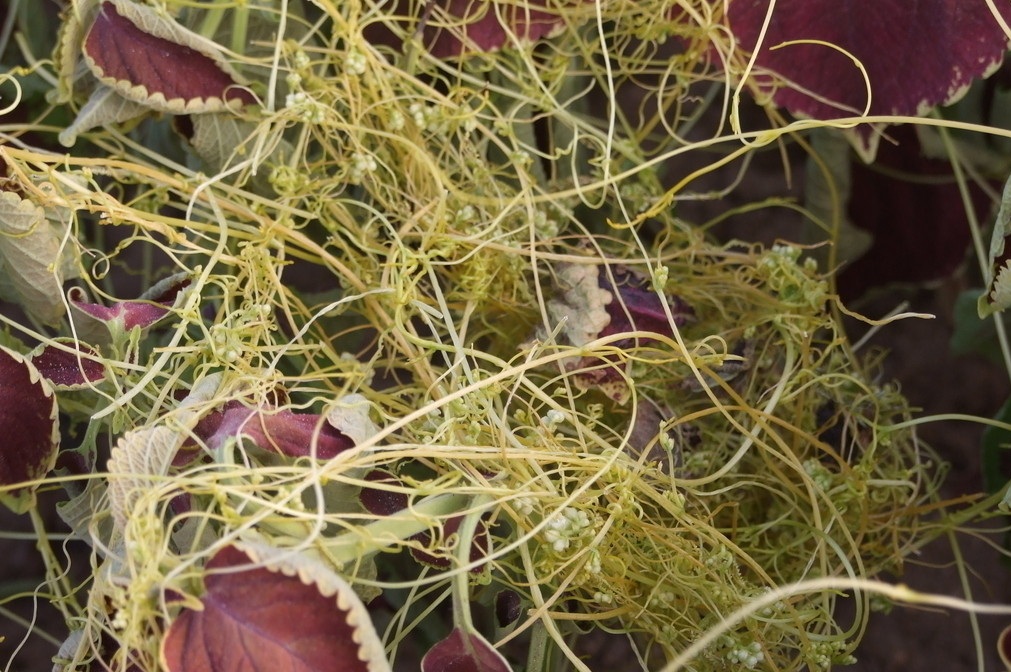 大菟丝子丸和菟丝子丸的区别,大菟丝子丸的配方