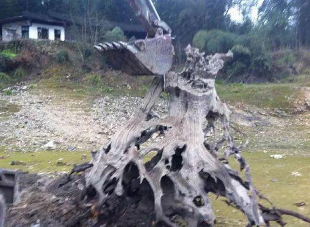 老树根自制茶台图片,绿化带捡的普通树根做茶台