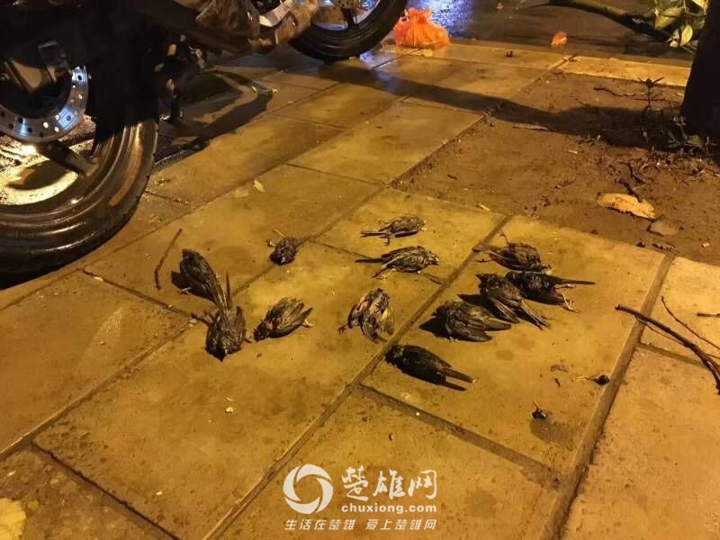 楚雄昨晚狂风大作电闪雷鸣，绿化植被损失惨重，小鸟尸横遍野