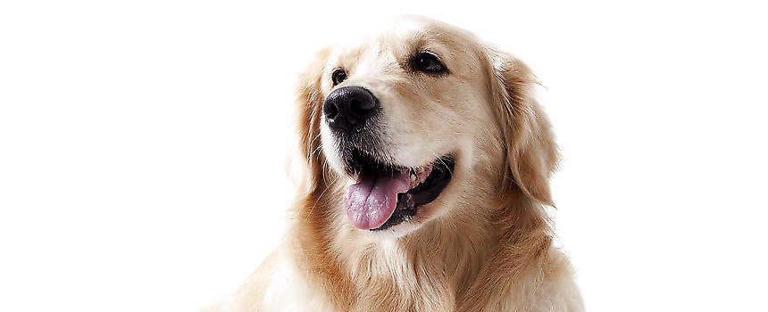 金毛狗的价格是多少,金毛狗的价格多少钱一只