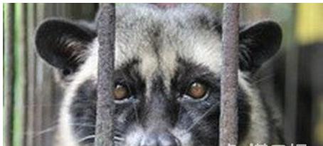 猫屎咖啡背后你所不知道的真相,为什么猫屎咖啡不是一般人能喝的