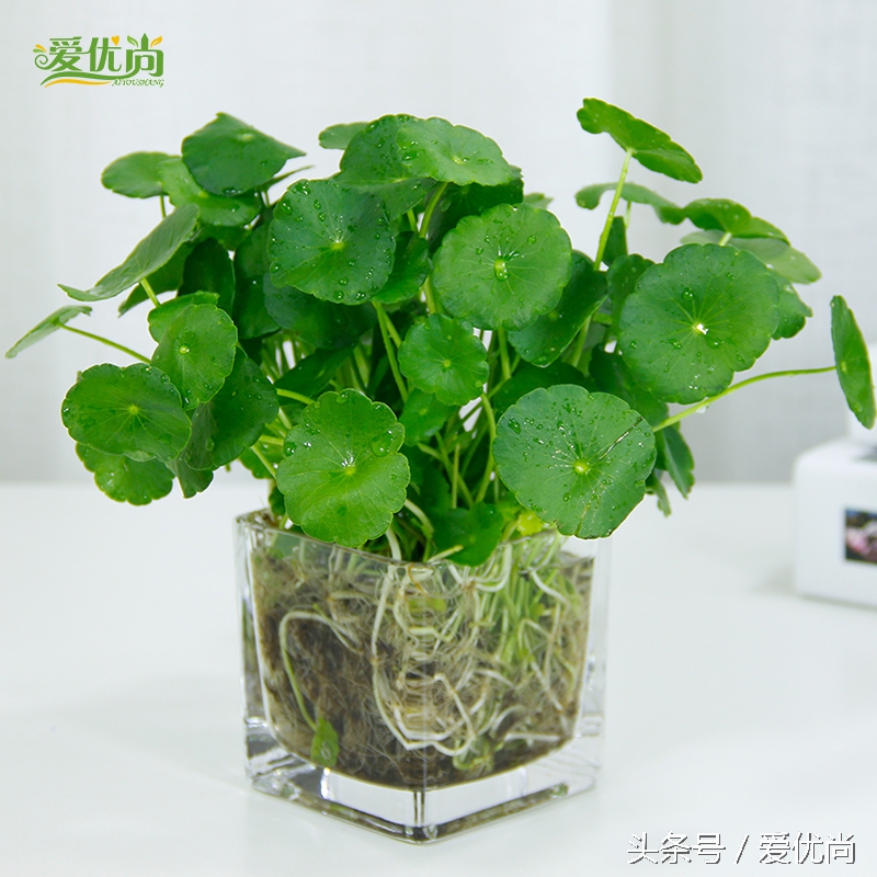 超实用水培植物怎么养,最适合懒人养的4种水培植物
