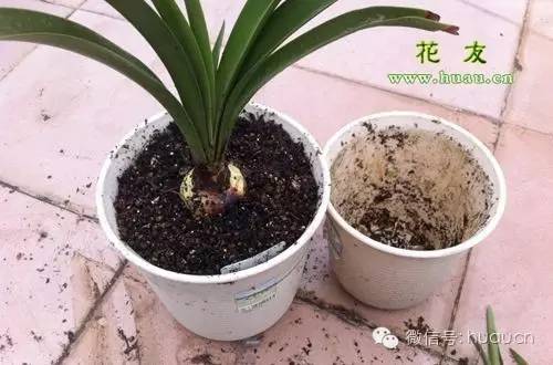 买来的花怎样移栽才能保证成活,新买的花移栽多久能看出成活