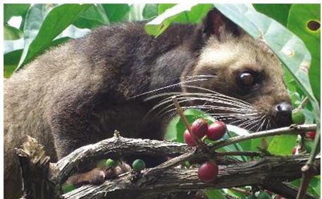 猫屎咖啡背后你所不知道的真相,为什么猫屎咖啡不是一般人能喝的