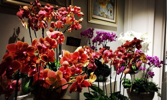 郑州最全的花店,郑州有哪些网红花店