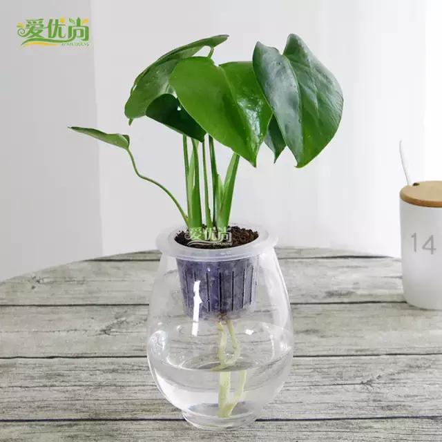 超实用水培植物怎么养,最适合懒人养的4种水培植物