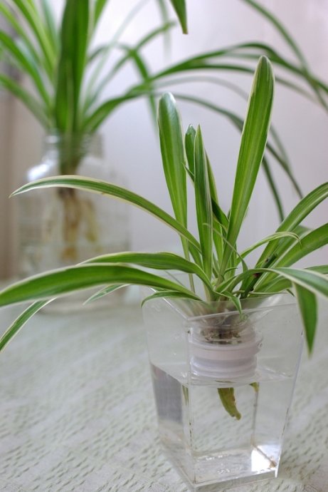 适合养在办公室的小型水培植物,适合春天室内养的水培植物