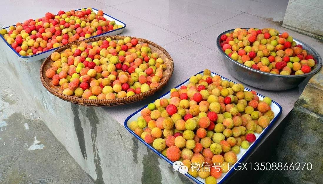 山里野生的杨梅你吃过吗,杨梅佳酿你们喝过吗