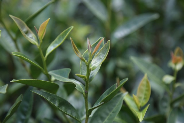 梅州的茶有哪些,梅州最出名的茶
