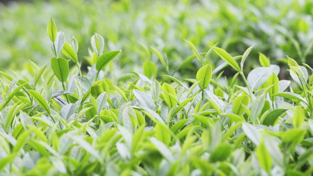 梅州的茶有哪些,梅州最出名的茶