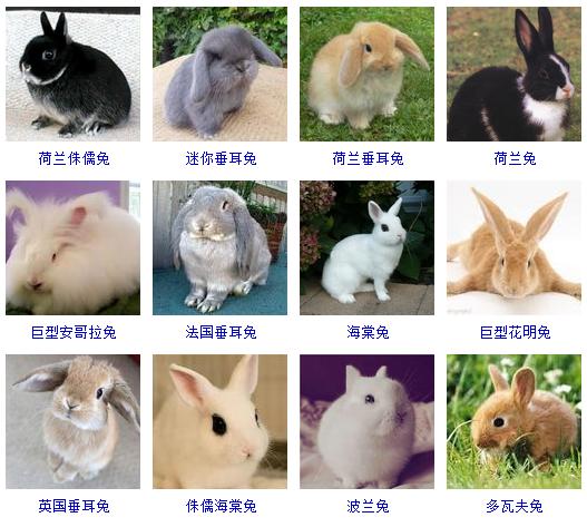 想养宠物又不知道养什么,整顿一份养宠物的知识