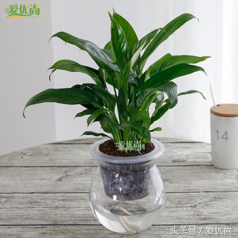 超实用水培植物怎么养,最适合懒人养的4种水培植物