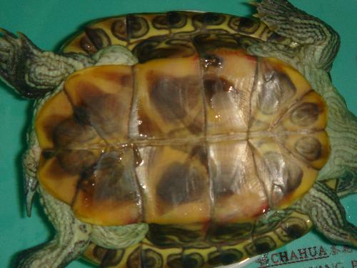 乌龟常见病的症状及防治方法,乌龟病了如何中药治疗