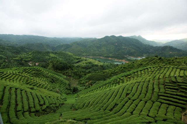 梅州的茶有哪些,梅州最出名的茶