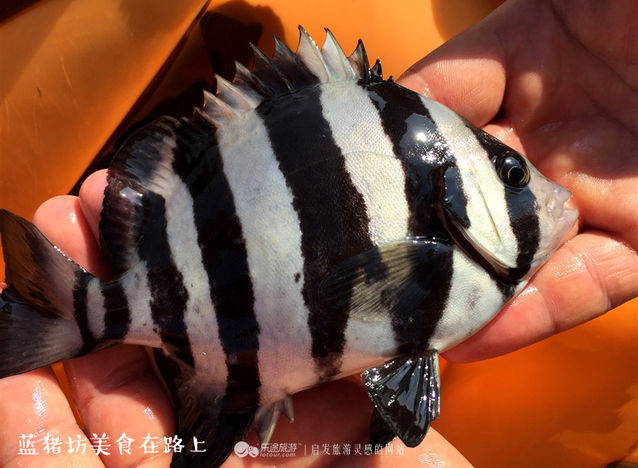 济州岛哪里吃海鲜便宜,到济州岛旅游买什么海鲜