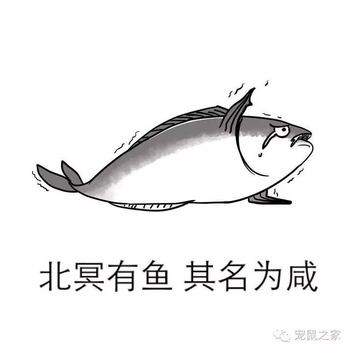 适合学生养的1元宠物,双鱼座适合养什么宠物