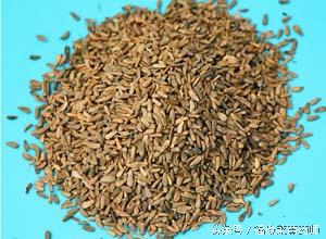 中药小故事牛蒡子,利咽中药牛蒡子