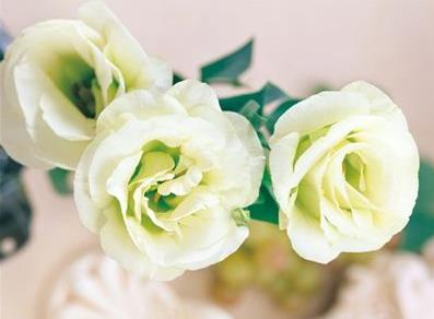 郑州最全的花店,郑州有哪些网红花店