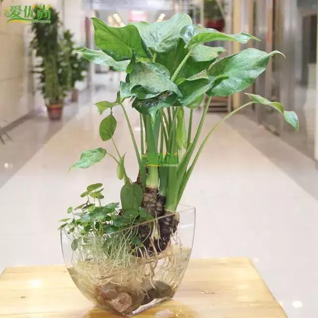 超实用水培植物怎么养,最适合懒人养的4种水培植物