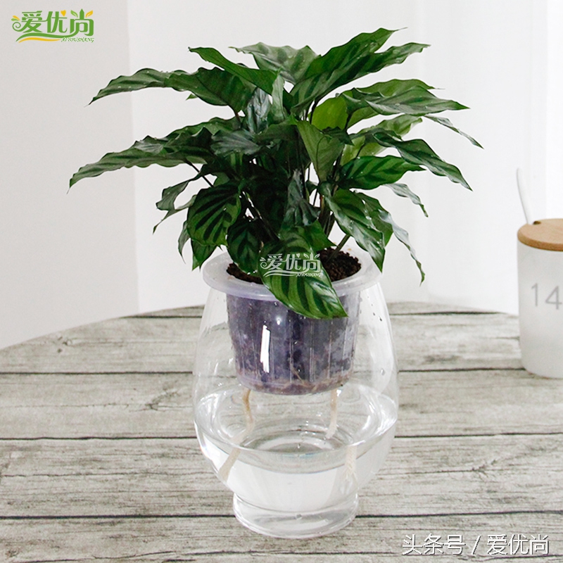 超实用水培植物怎么养,最适合懒人养的4种水培植物