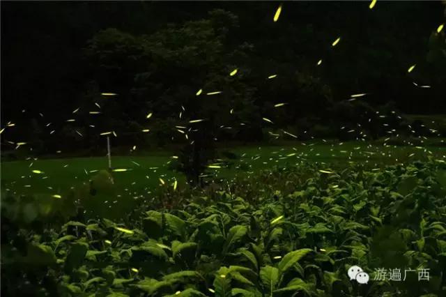 广西乐业出现神秘萤火之光，堪比美国大片！