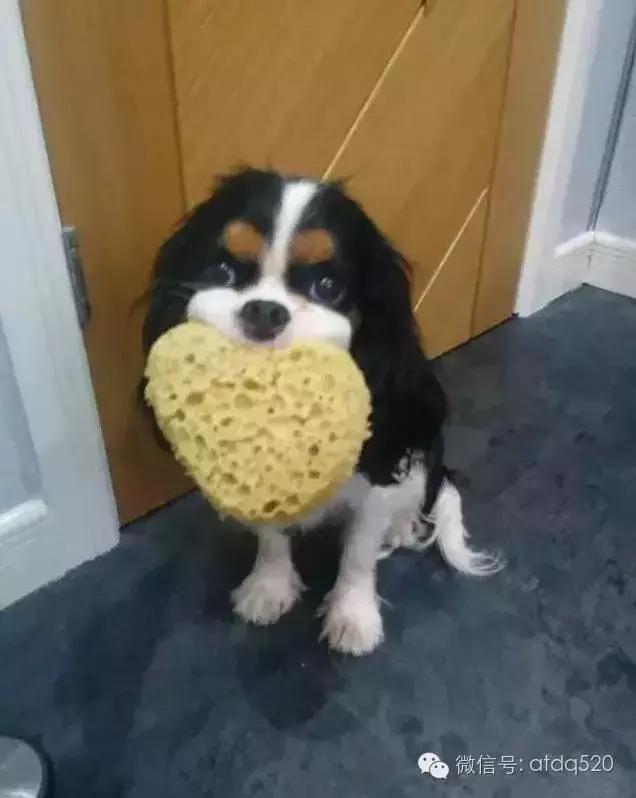 主人上厕所狗狗会想什么,狗狗为什么在上厕所时会看着你