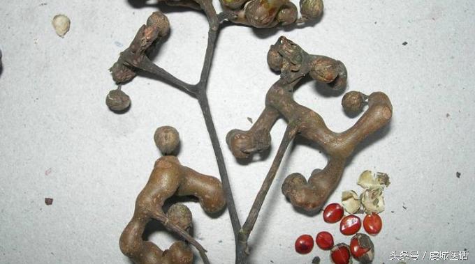 家门口的这棵树，药食作用居然这么大？