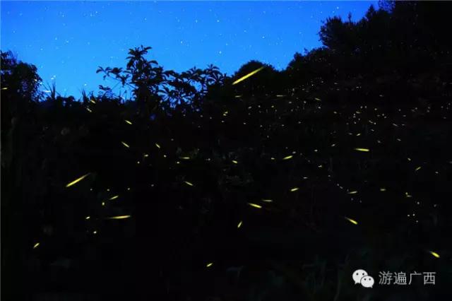 广西乐业出现神秘萤火之光，堪比美国大片！