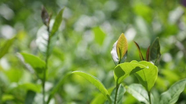 梅州的茶有哪些,梅州最出名的茶