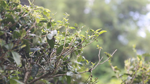 梅州的茶有哪些,梅州最出名的茶