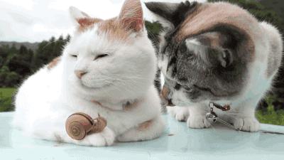 欧联杯西汉姆联vs塞维利亚,阿尔克马尔vs西汉姆联各方战意