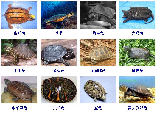 想养宠物又不知道养什么,整顿一份养宠物的知识