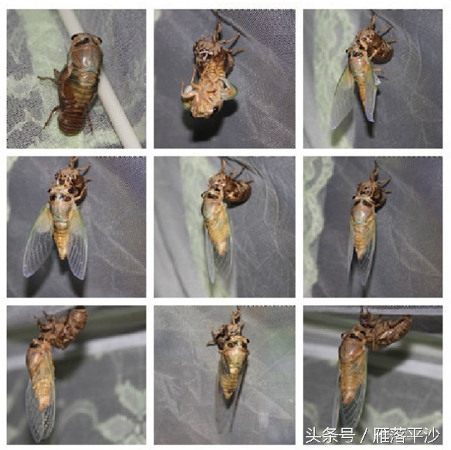 金蝉脱壳是蝉处于发育的什么阶段,金蝉脱壳怎么孵化