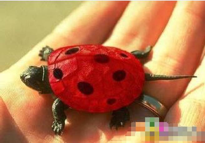 微信公众号允许改名微商第一个笑了