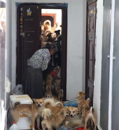 爱狗人与打狗队发生打架,爱狗与虐狗