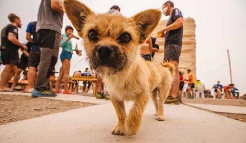 爱狗人与打狗队发生打架,爱狗与虐狗